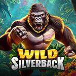 Wild Silverback